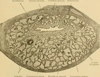 An illustration from Sthohr's histology : arranged upon an embroyological basis (1906)