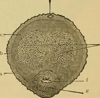 An illustration from Sthohr's histology : arranged upon an embroyological basis (1906)