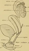 An illustration from Sthohr's histology : arranged upon an embroyological basis (1906)