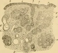 An illustration from Sthohr's histology : arranged upon an embroyological basis (1906)