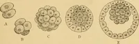 An illustration from Sthohr's histology : arranged upon an embroyological basis (1906)