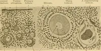 An illustration from Sthohr's histology : arranged upon an embroyological basis (1906)