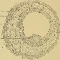 An illustration from Sthohr's histology : arranged upon an embroyological basis (1906)