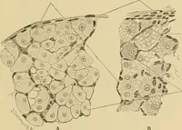 An illustration from Sthohr's histology : arranged upon an embroyological basis (1906)