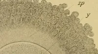Picture 201 of 289 from Sthohr's histology : arranged upon an embroyological basis (1906), leaf 303