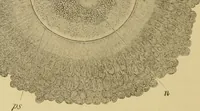 An illustration from Sthohr's histology : arranged upon an embroyological basis (1906)