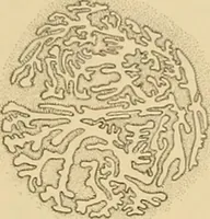 An illustration from Sthohr's histology : arranged upon an embroyological basis (1906)