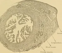 An illustration from Sthohr's histology : arranged upon an embroyological basis (1906)