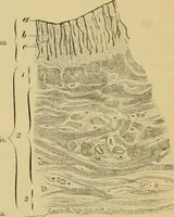 An illustration from Sthohr's histology : arranged upon an embroyological basis (1906)