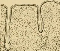 An illustration from Sthohr's histology : arranged upon an embroyological basis (1906)