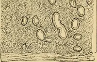 An illustration from Sthohr's histology : arranged upon an embroyological basis (1906)