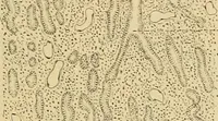 An illustration from Sthohr's histology : arranged upon an embroyological basis (1906)