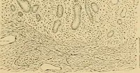 An illustration from Sthohr's histology : arranged upon an embroyological basis (1906)