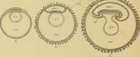 An illustration from Sthohr's histology : arranged upon an embroyological basis (1906)