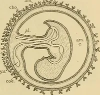 An illustration from Sthohr's histology : arranged upon an embroyological basis (1906)