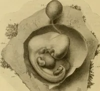 An illustration from Sthohr's histology : arranged upon an embroyological basis (1906)
