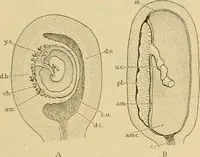 An illustration from Sthohr's histology : arranged upon an embroyological basis (1906)