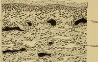 An illustration from Sthohr's histology : arranged upon an embroyological basis (1906)