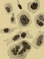 An illustration from Sthohr's histology : arranged upon an embroyological basis (1906)