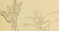 An illustration from Sthohr's histology : arranged upon an embroyological basis (1906)