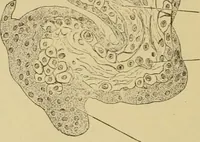 An illustration from Sthohr's histology : arranged upon an embroyological basis (1906)