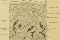 Picture 218 of 289 from Sthohr's histology : arranged upon an embroyological basis (1906), leaf 317