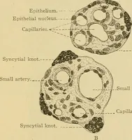 An illustration from Sthohr's histology : arranged upon an embroyological basis (1906)