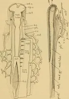 An illustration from Sthohr's histology : arranged upon an embroyological basis (1906)