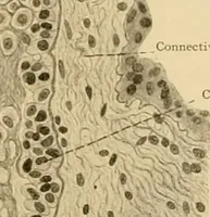 An illustration from Sthohr's histology : arranged upon an embroyological basis (1906)