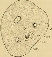 An illustration from Sthohr's histology : arranged upon an embroyological basis (1906)