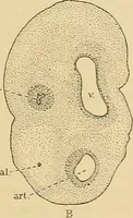 An illustration from Sthohr's histology : arranged upon an embroyological basis (1906)