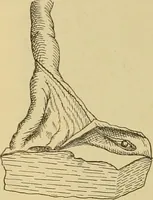 An illustration from Sthohr's histology : arranged upon an embroyological basis (1906)