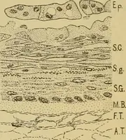 An illustration from Sthohr's histology : arranged upon an embroyological basis (1906)
