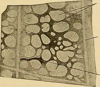 An illustration from Sthohr's histology : arranged upon an embroyological basis (1906)