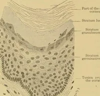 Picture 227 of 289 from Sthohr's histology : arranged upon an embroyological basis (1906), leaf 325
