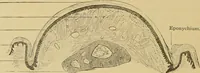 An illustration from Sthohr's histology : arranged upon an embroyological basis (1906)
