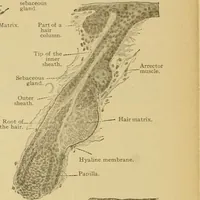 Picture 230 of 289 from Sthohr's histology : arranged upon an embroyological basis (1906), leaf 329