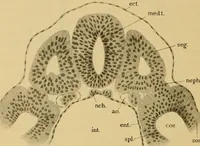An illustration from Sthohr's histology : arranged upon an embroyological basis (1906)