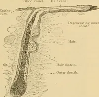 Picture 231 of 289 from Sthohr's histology : arranged upon an embroyological basis (1906), leaf 330