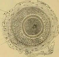 An illustration from Sthohr's histology : arranged upon an embroyological basis (1906)