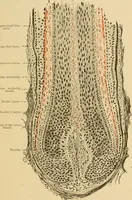 An illustration from Sthohr's histology : arranged upon an embroyological basis (1906)