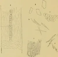 An illustration from Sthohr's histology : arranged upon an embroyological basis (1906)