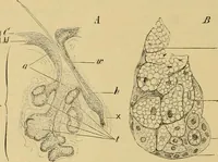 An illustration from Sthohr's histology : arranged upon an embroyological basis (1906)