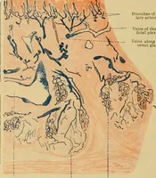 An illustration from Sthohr's histology : arranged upon an embroyological basis (1906)
