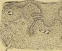 An illustration from Sthohr's histology : arranged upon an embroyological basis (1906)