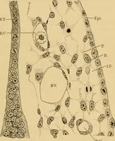 An illustration from Sthohr's histology : arranged upon an embroyological basis (1906)