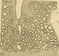 An illustration from Sthohr's histology : arranged upon an embroyological basis (1906)
