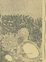 An illustration from Sthohr's histology : arranged upon an embroyological basis (1906)
