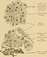 Picture 243 of 289 from Sthohr's histology : arranged upon an embroyological basis (1906), leaf 344