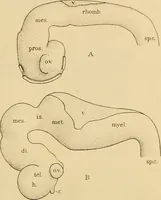 An illustration from Sthohr's histology : arranged upon an embroyological basis (1906)